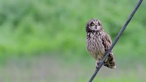 Attēlu rezultāti vaicājumam “Asio flammeus adult”