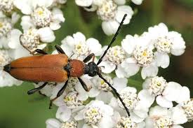 Attēlu rezultāti vaicājumam “Leptura rubra”