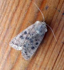 Attēlu rezultāti vaicājumam “Caradrina morpheus”