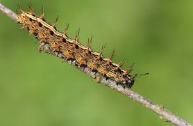 Attēlu rezultāti vaicājumam “Argynnis paphia”