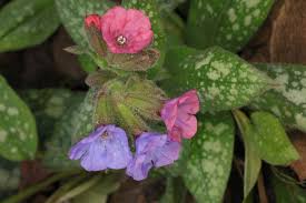 Image result for Pulmonaria officinalis