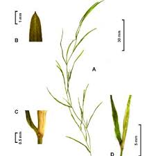 Attēlu rezultāti vaicājumam “Potamogeton trichoides leaf”