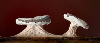 Attēlu rezultāti vaicājumam “Diderma hemisphaericum plasmodium”