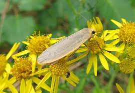 Attēlu rezultāti vaicājumam “Eilema griseola larva”
