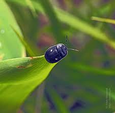 Attēlu rezultāti vaicājumam “Adomerus biguttatus”