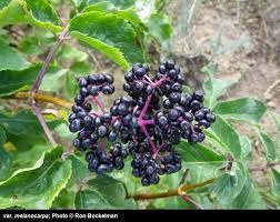 Attēlu rezultāti vaicājumam “Sambucus racemosa fruit”