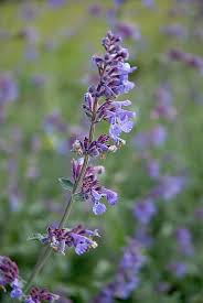 Image result for Katzenminze