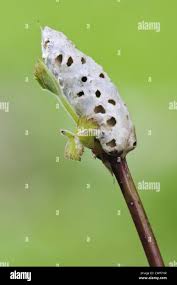 Attēlu rezultāti vaicājumam “Diastrophus rubi”