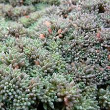 Attēlu rezultāti vaicājumam “Sedum hispanicum”