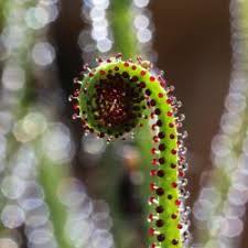 Attēlu rezultāti vaicājumam “Droseraceae”