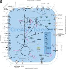 Image result for Vazella pourtalesii