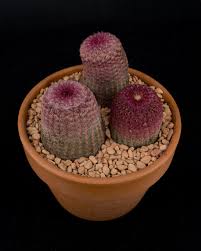 Attēlu rezultāti vaicājumam “Oxyrrhynchium hians var. rigidum”