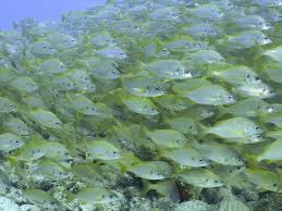 Image result for Pomadasys incisus