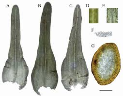 Attēlu rezultāti vaicājumam “Anomodon viticulosus sporophyte”