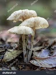 Attēlu rezultāti vaicājumam “Marasmius sp.”