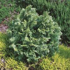 Attēlu rezultāti vaicājumam “Thuja plicata”