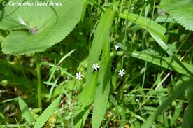 Attēlu rezultāti vaicājumam “Stellaria longifolia flower”