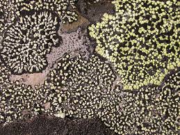 Attēlu rezultāti vaicājumam “Rhizocarpon geographicum”