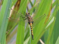 Attēlu rezultāti vaicājumam “Leucorrhinia pectoralis”