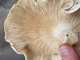 Image result for macrocybe titans