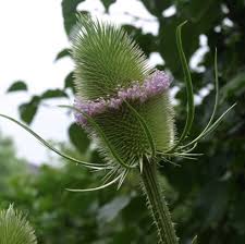 Attēlu rezultāti vaicājumam “Dipsacus fullonum flower”