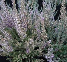 Attēlu rezultāti vaicājumam “Calluna vulgaris leaf”