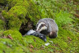 Attēlu rezultāti vaicājumam “Meles meles adult”