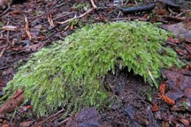 Attēlu rezultāti vaicājumam “Herzogiella seligeri”