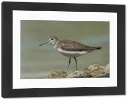 Attēlu rezultāti vaicājumam “Tringa ochropus”