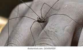 Attēlu rezultāti vaicājumam “Opiliones”