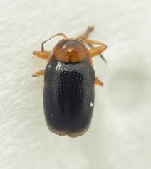 Attēlu rezultāti vaicājumam “Cryptocephalus pusillus”