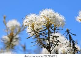Attēlu rezultāti vaicājumam “Ledum palustre flower”