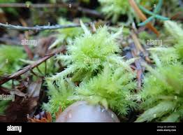 Attēlu rezultāti vaicājumam “Sphagnum squarrosum”