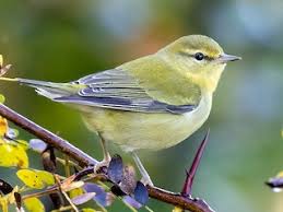 Image result for Vermivora peregrina