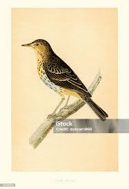 Attēlu rezultāti vaicājumam “Anthus trivialis”