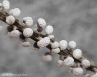 Attēlu rezultāti vaicājumam “Physarum leucopus”