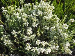 Attēlu rezultāti vaicājumam “Erica tetralix leaf”