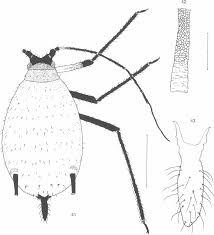 Attēlu rezultāti vaicājumam “Macrosiphoniella absinthii”