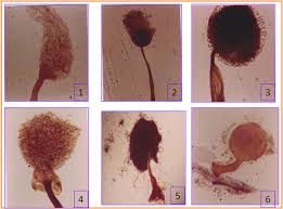 Attēlu rezultāti vaicājumam “Physarum pezizoideum spores”
