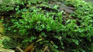 Attēlu rezultāti vaicājumam “Tetraphis pellucida”