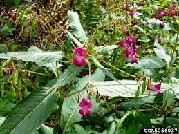 Image result for Impatiens glandulifera