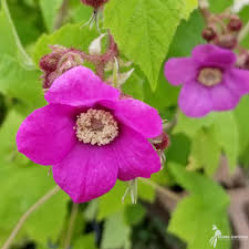Attēlu rezultāti vaicājumam “Rubus caesius flower”