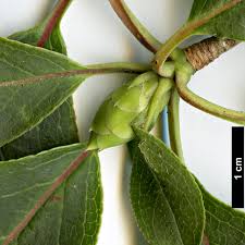 Attēlu rezultāti vaicājumam “Enkianthus chinensis leaf”