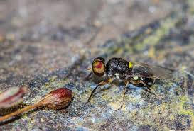 Attēlu rezultāti vaicājumam “Clitellaria ephippium”