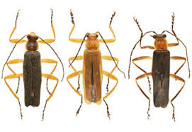 Attēlu rezultāti vaicājumam “Cantharidae”