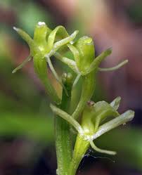 Attēlu rezultāti vaicājumam “Liparis loeselii bud”