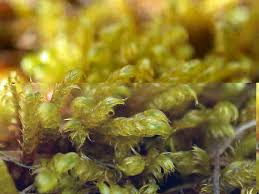 Attēlu rezultāti vaicājumam “Warnstorfia fluitans”