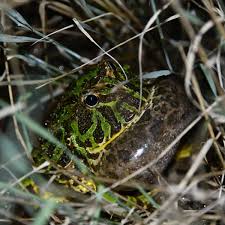 Image result for Ceratophrys ornata