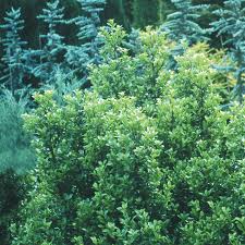 Attēlu rezultāti vaicājumam “Ilex x meserveae”