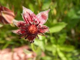 Attēlu rezultāti vaicājumam “Comarum palustre leaf”